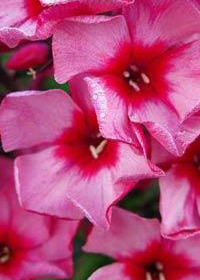 Phlox paniculata 'Red Caribbean'